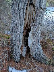 Cutting down a tree burning from the inside - GIF-img_20170102_163703-recompressed.jpg