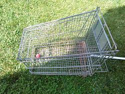 FOX  TRAP TO  PROTECT   FOR  YOUR   COOP  DURING  THE   NIGHT.-img_20180603_162952.jpg