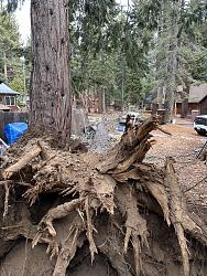 Ripping out a tree's roots with an excavator - GIF-img_3856.jpg