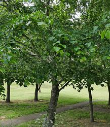 Transporting a lime tree - GIF-lime-tree4.jpg